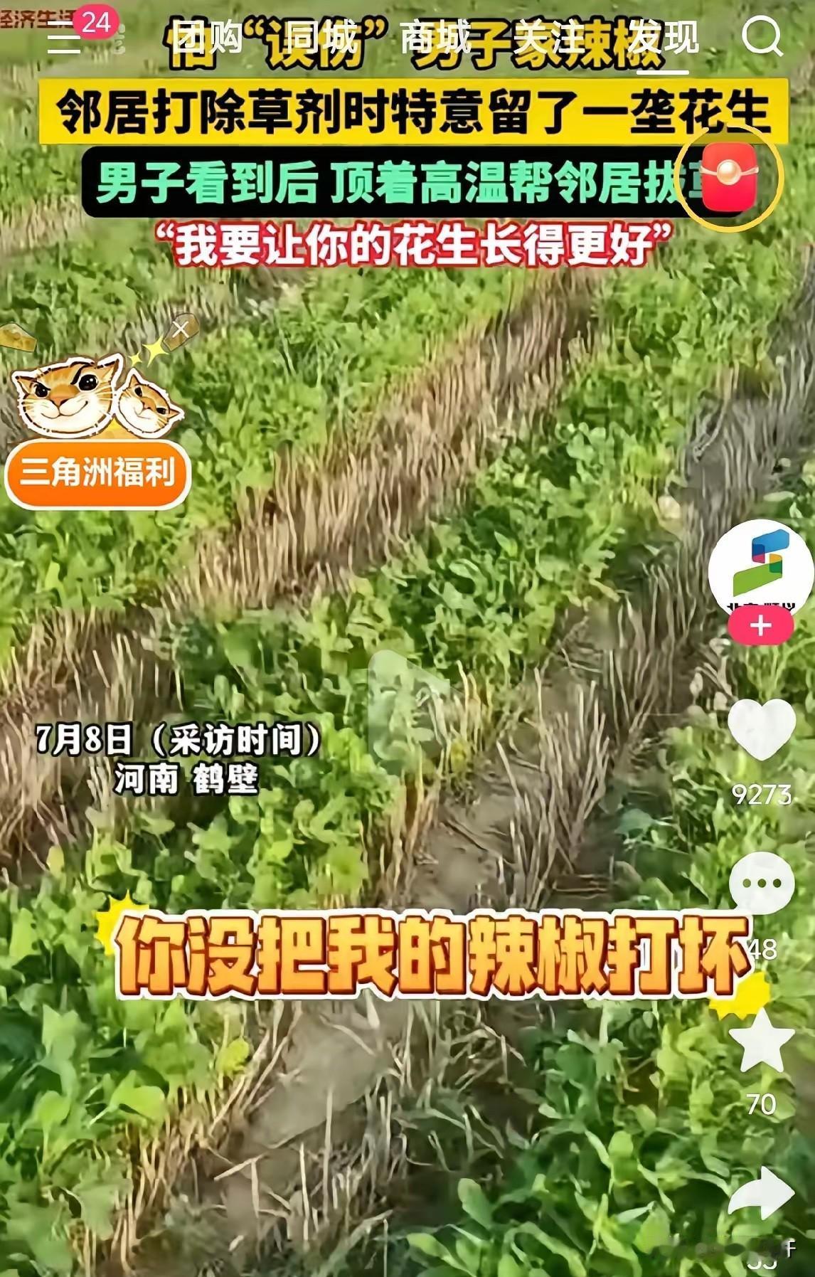 讲究人！河南鹤壁，一男子去地里看辣椒长势，发现紧挨着辣椒地的邻居家花生地，唯独靠