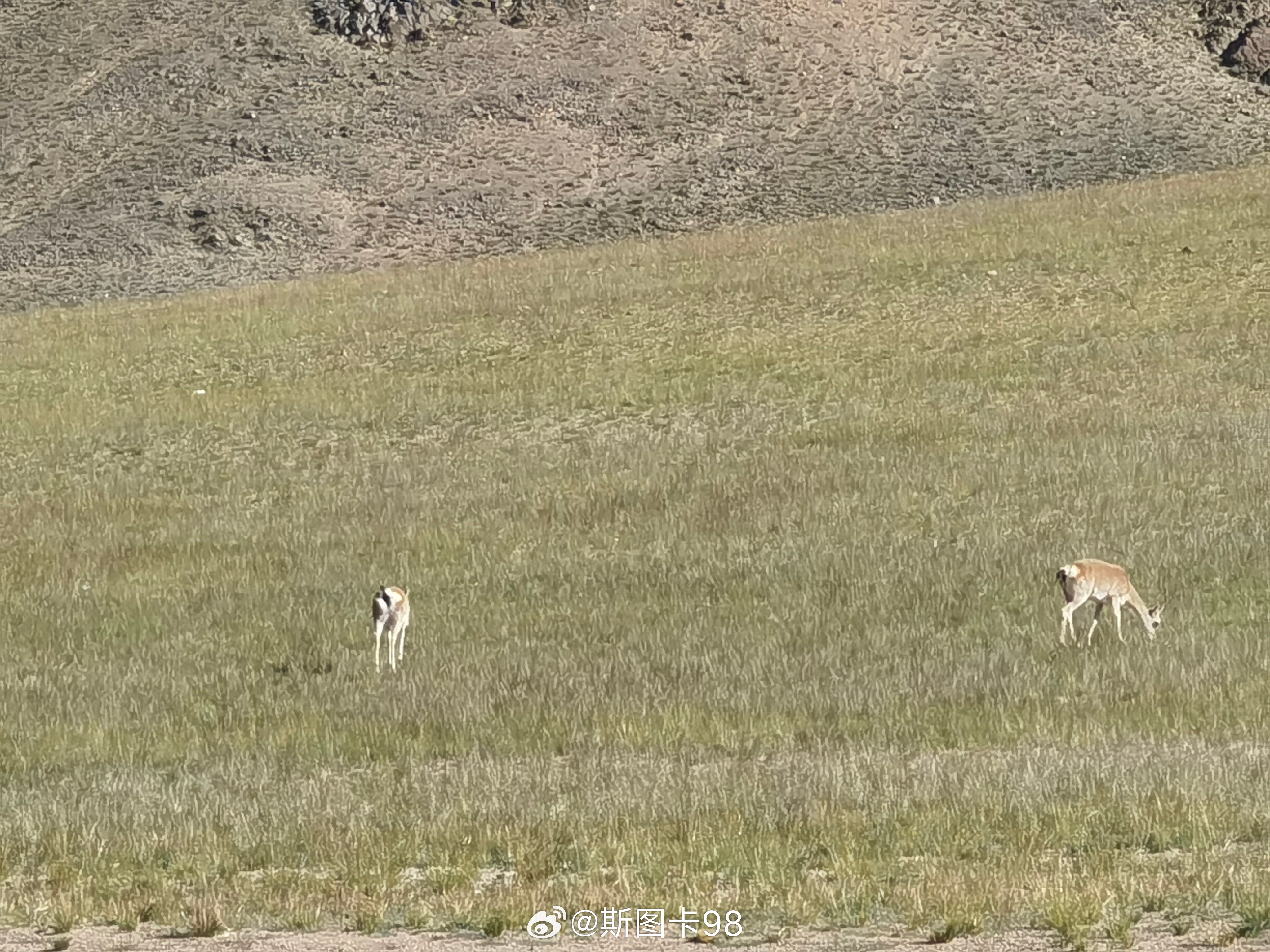 #红色热土高海拔之恋# 今天在路上看到了藏羚羊、黑颈鹤、野驴。阿里地区国家一级保
