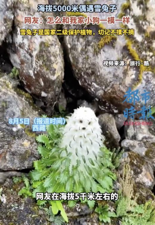 “好运连连！”西藏喜马拉雅山，一男子爬到海拔5000米的地方，看到了一株罕见的“