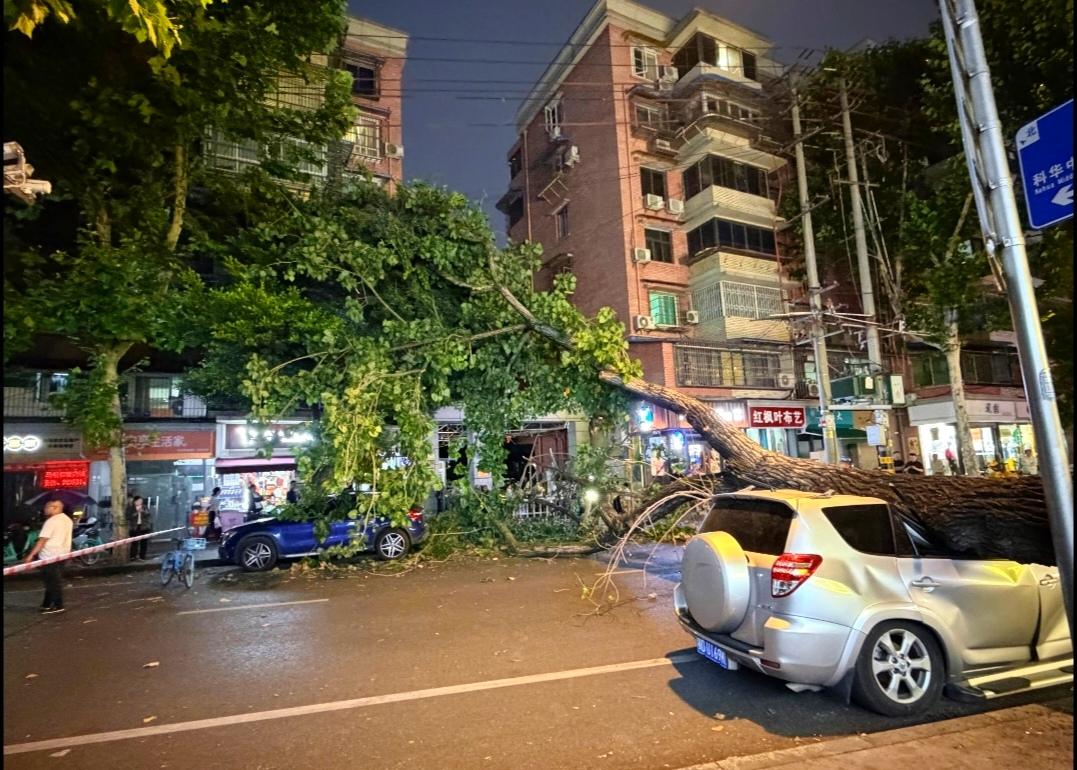 夏天要注意安全啊
土地因雨疏松
树下危险