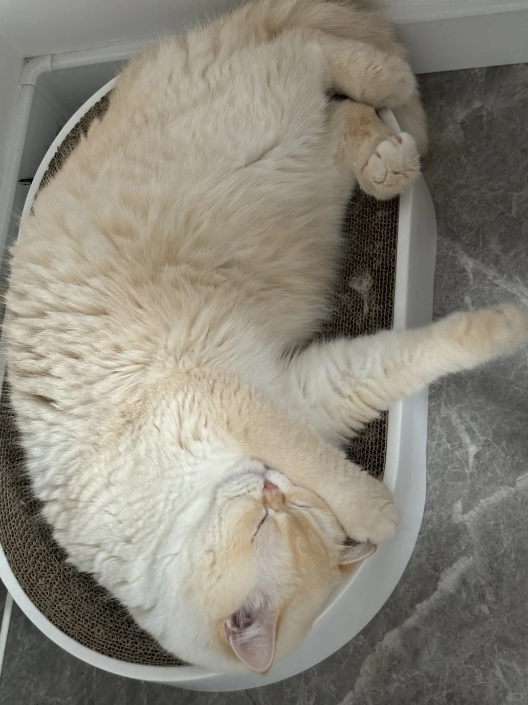 爱睡觉的小宝宝👶