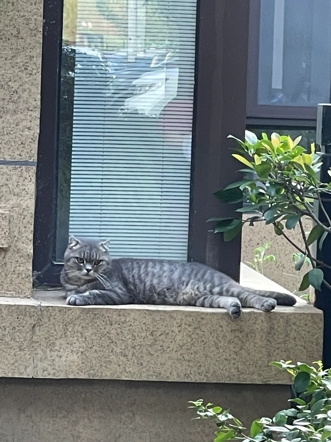 小区偶遇🐱