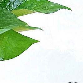 绿萝保姆级种植养护教程（室内新手零失败）一、栽种上盆（土培主流）1. 花盆选择优