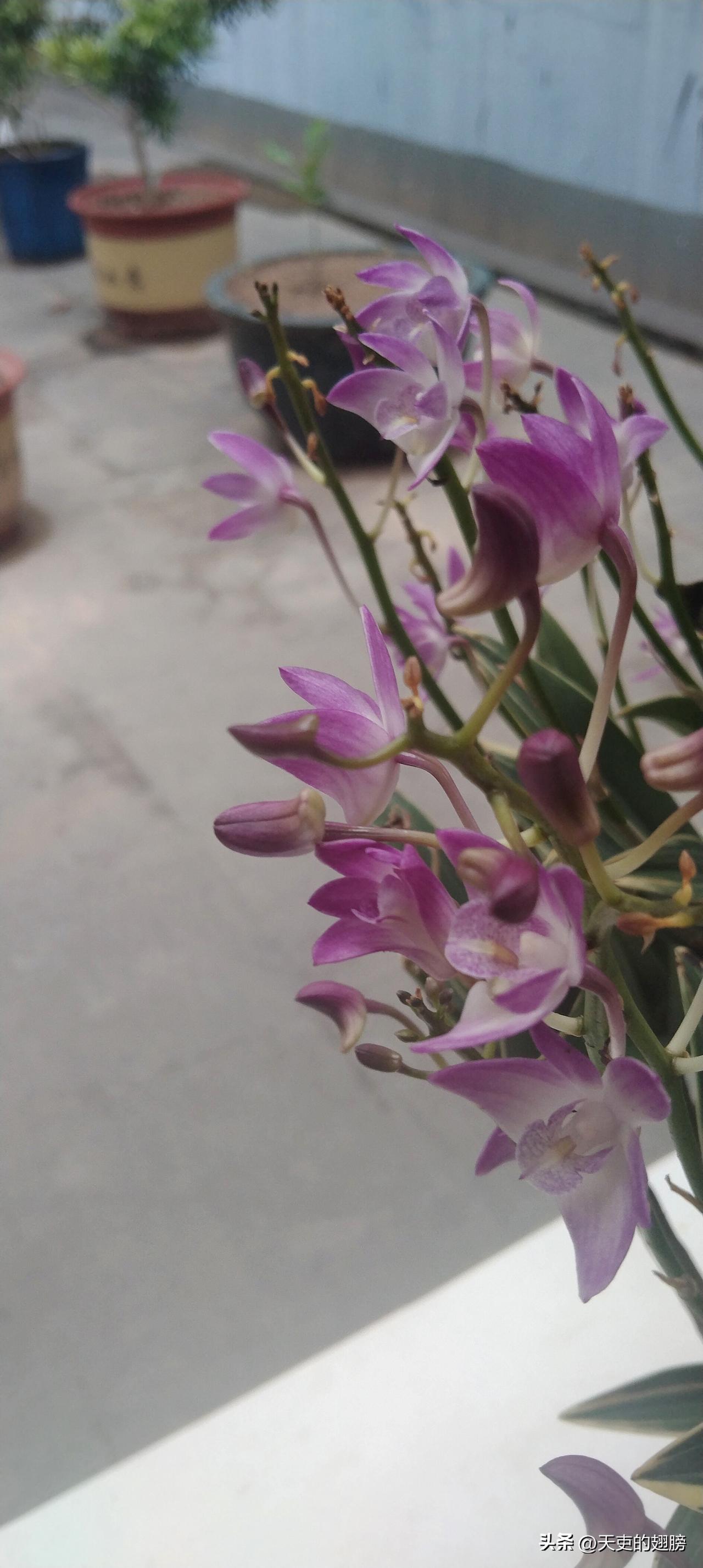 谁有花草照片，可以晒下吗我养的兰花