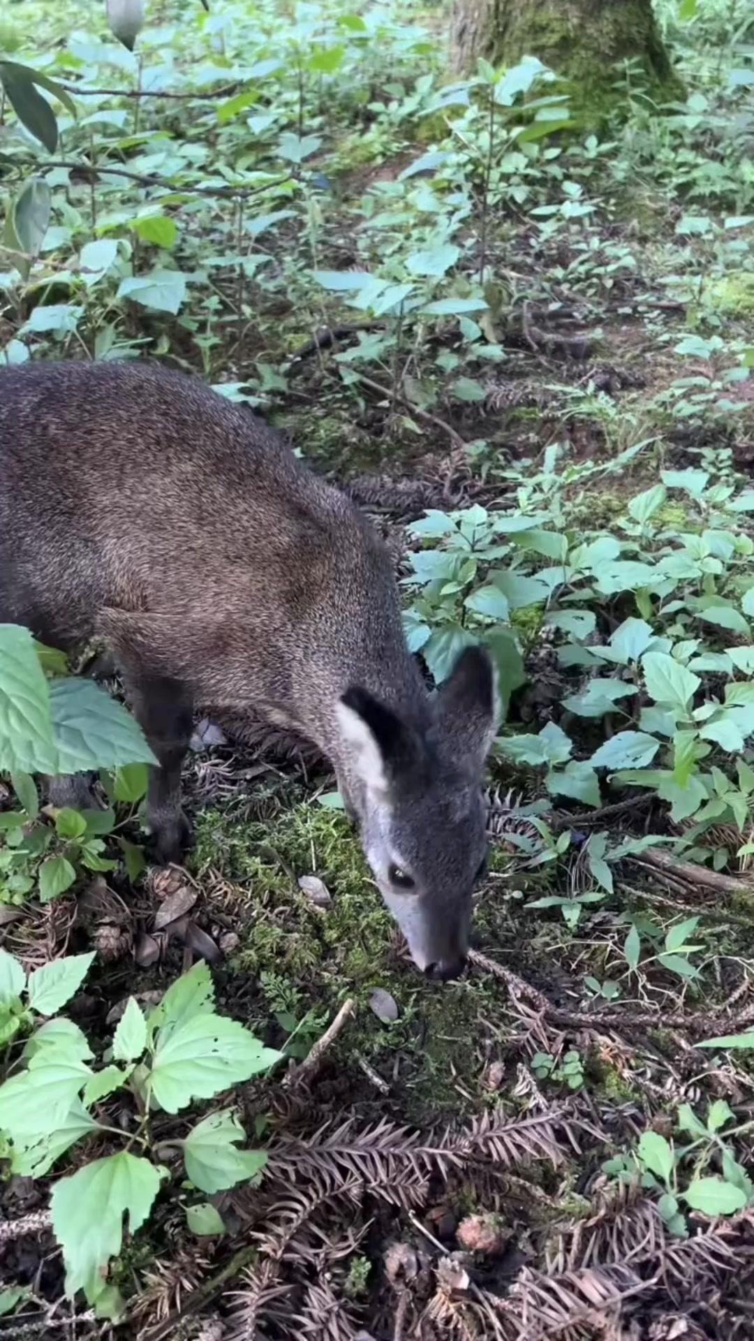 母畜催情用孕马血清？1️⃣孕马血清（血促性素，简称血促）是怀孕母马血清，含大量促