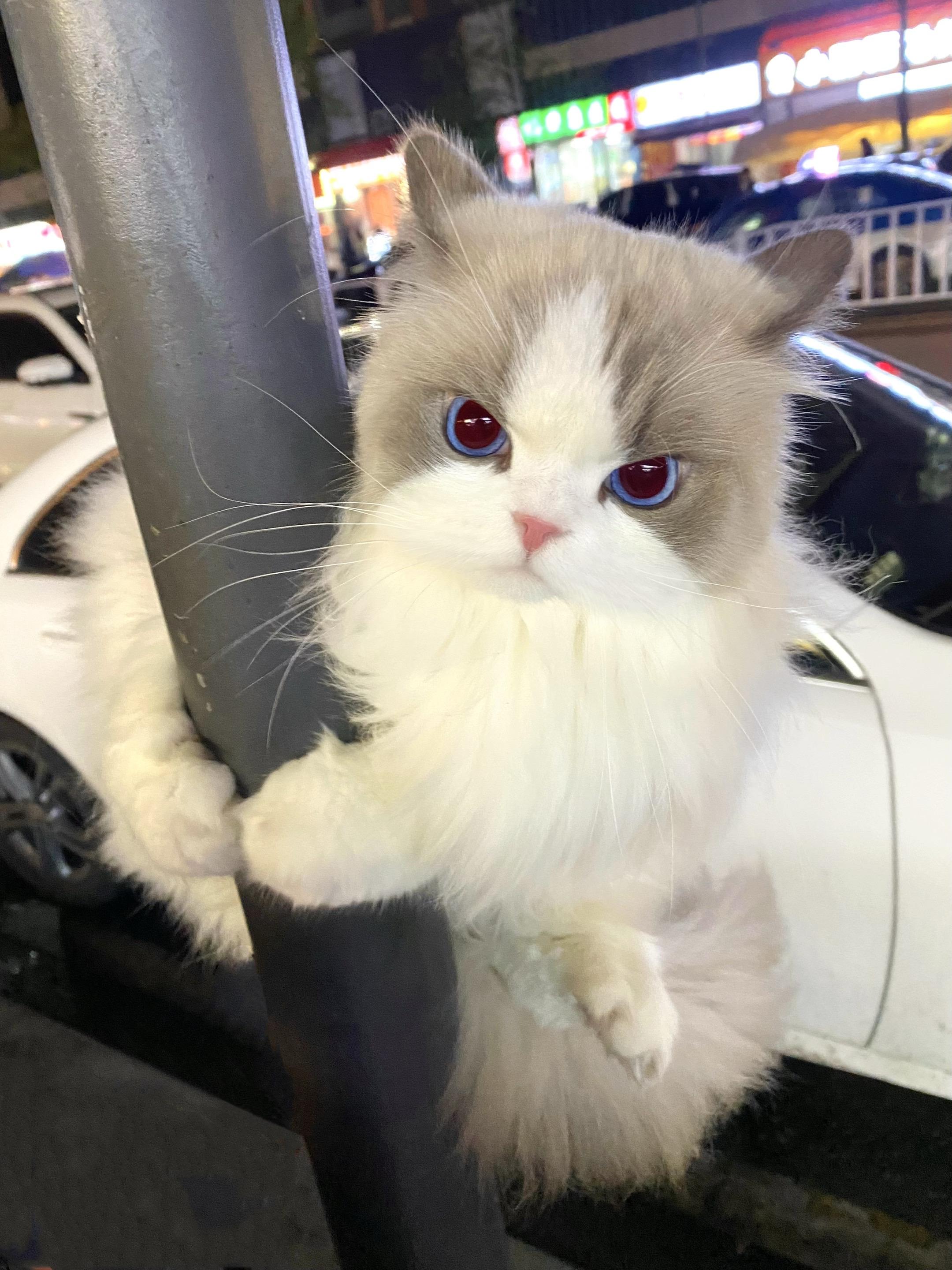 我给你说 我chua的一下就爬上来了。突然看到一只🐭就这样了 🐱...