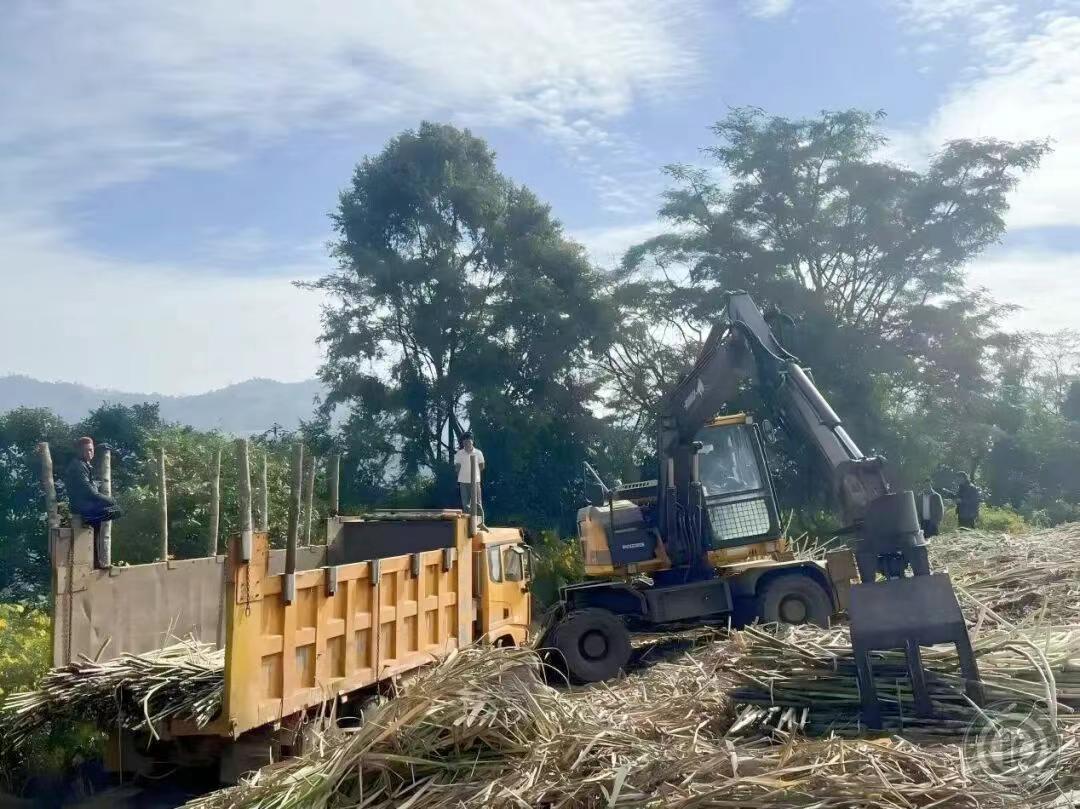 缅北果敢地区终于进入甘蔗收割季！

12月4日第一车缅北地区的甘蔗，进入云南省的