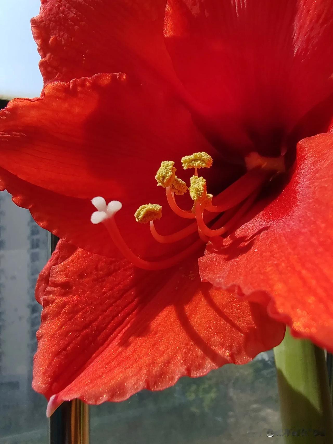 朱顶红开花了，真美！
 随拍红花 随手拍花，美景