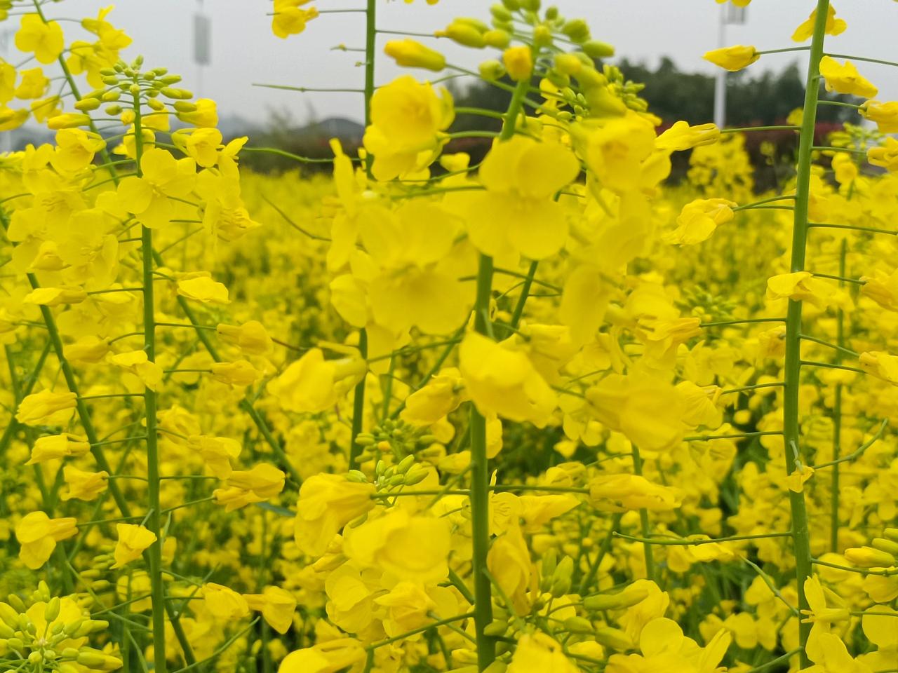 春天到了，油菜花盛开，那金黄的一片简直美炸了！我分享一张我拍的油菜花照片，满目金