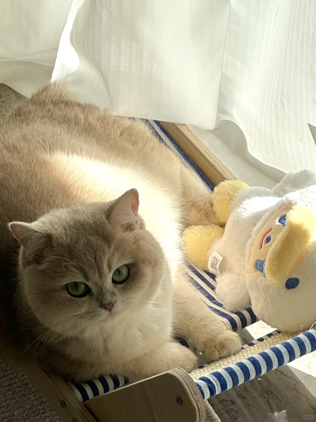 小猫闻到的阳光 一定温暖又柔软～