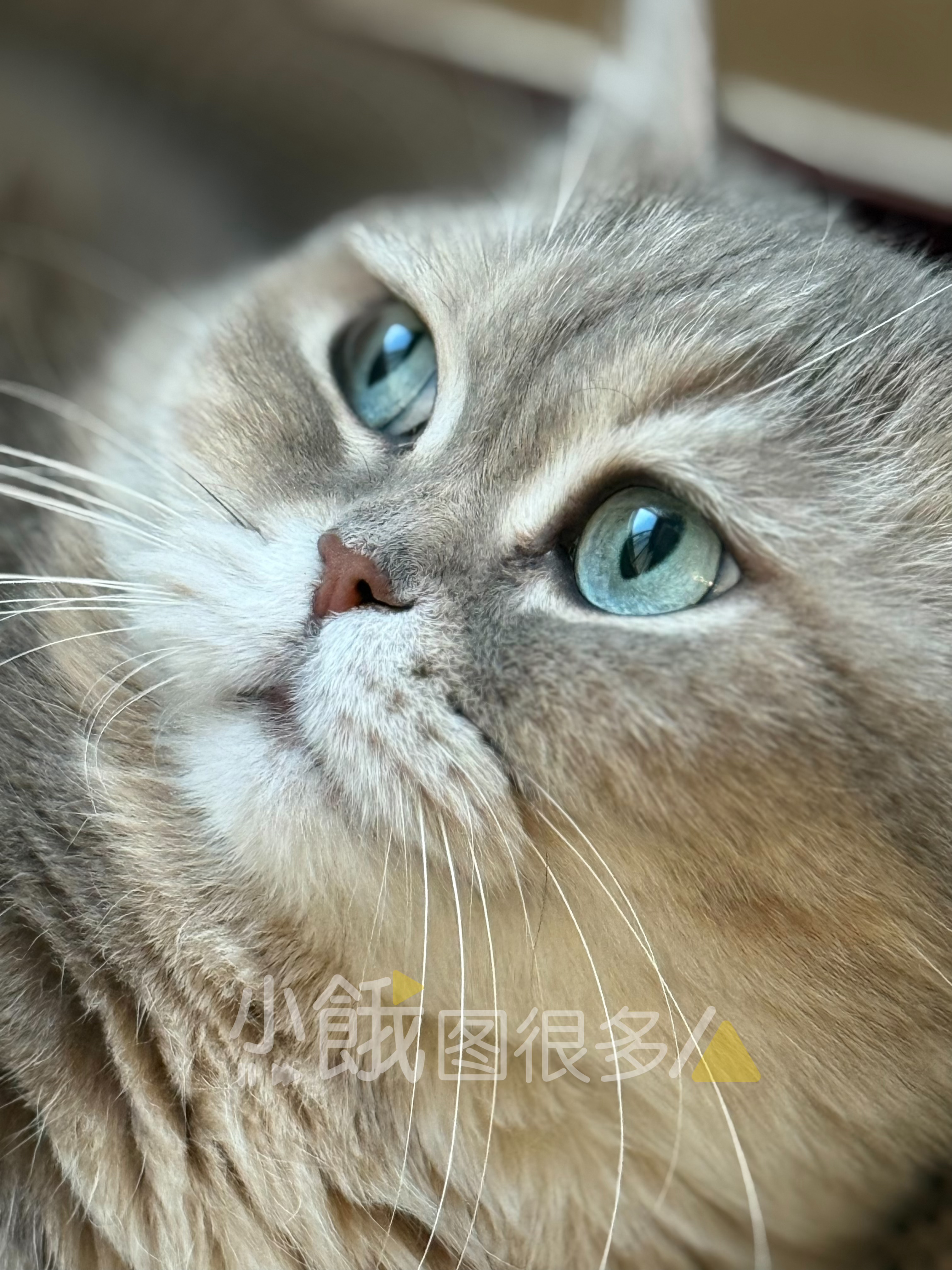 猫咪睡觉时的警觉性为0  豪七的妈妈应该跟我重金买这组原图[并不简单]有特殊逗高