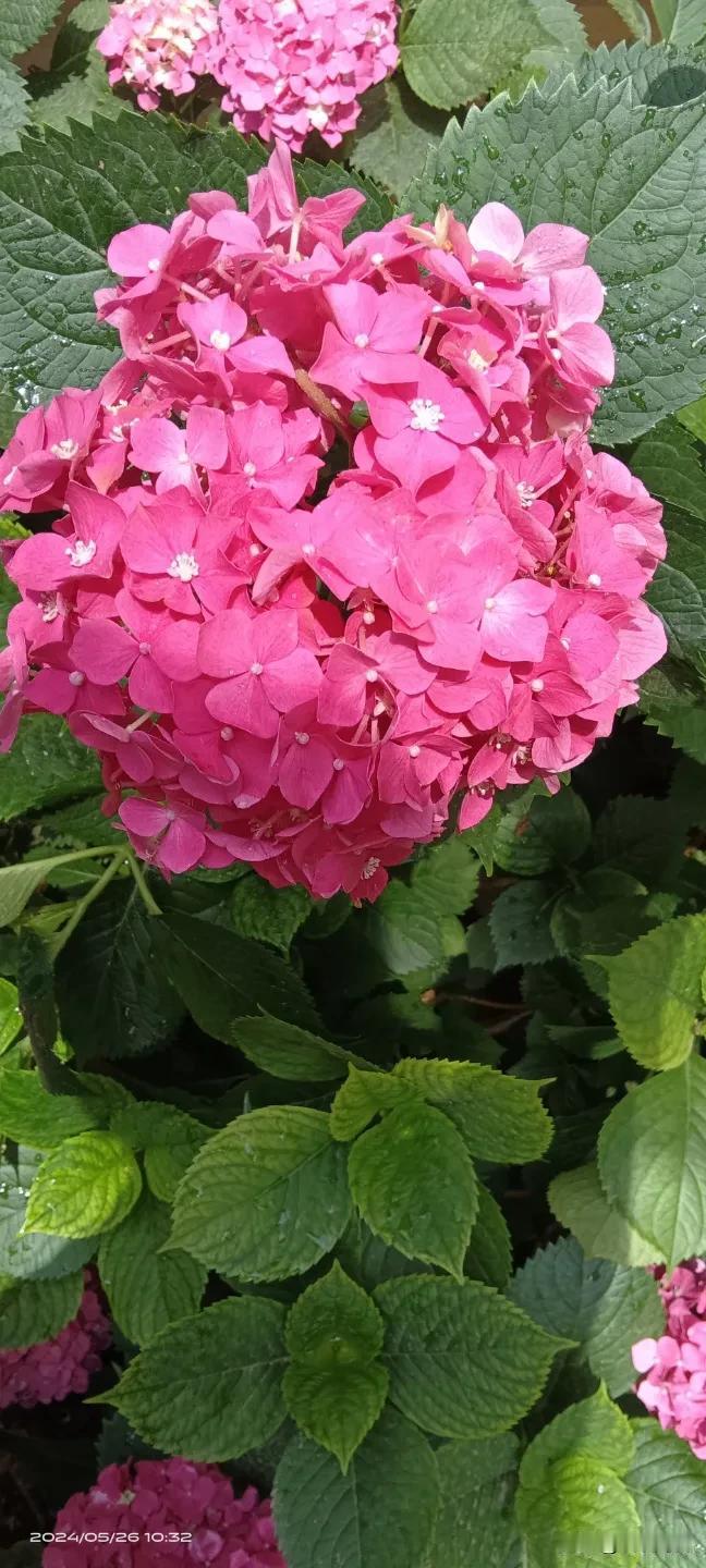 #分享你手机中的花花草草#