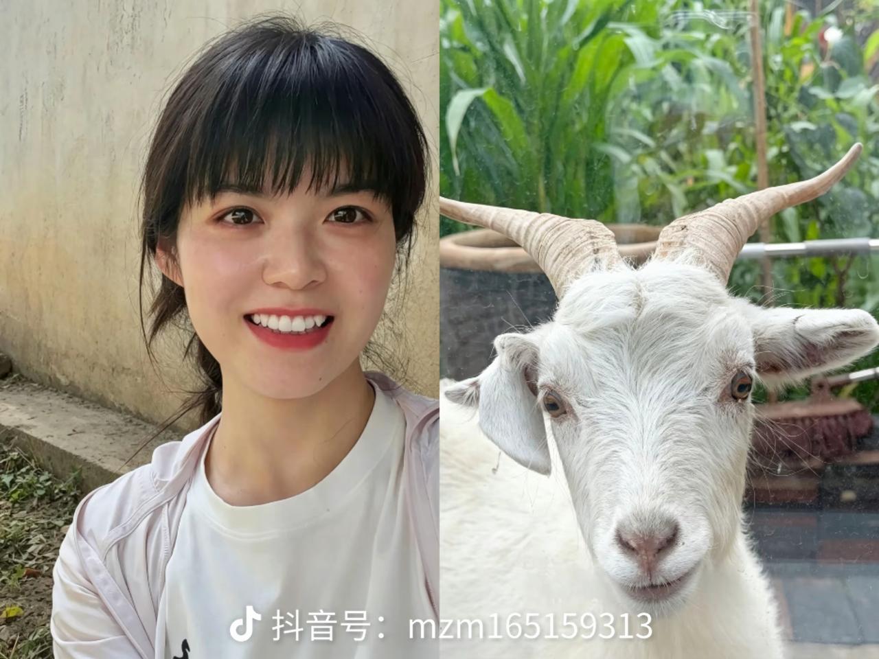 跟着木子小姐回西安的小羊打瞌睡了！
有人说是小羊累了，还有人说小羊后悔了放弃辽阔