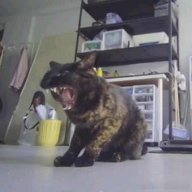 49453【丑猫】恶龙咆哮！ 