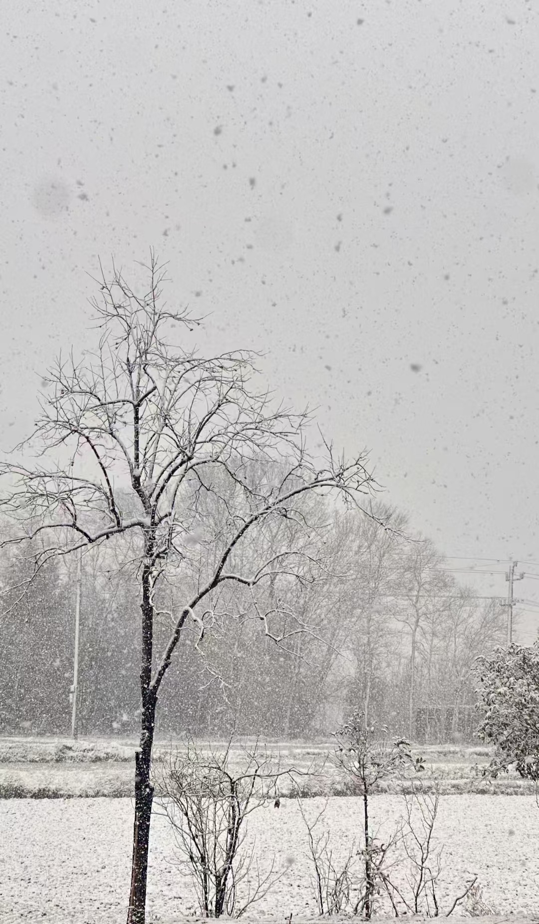 早安！今天初五啦！除夕那天的雪景很美呀！