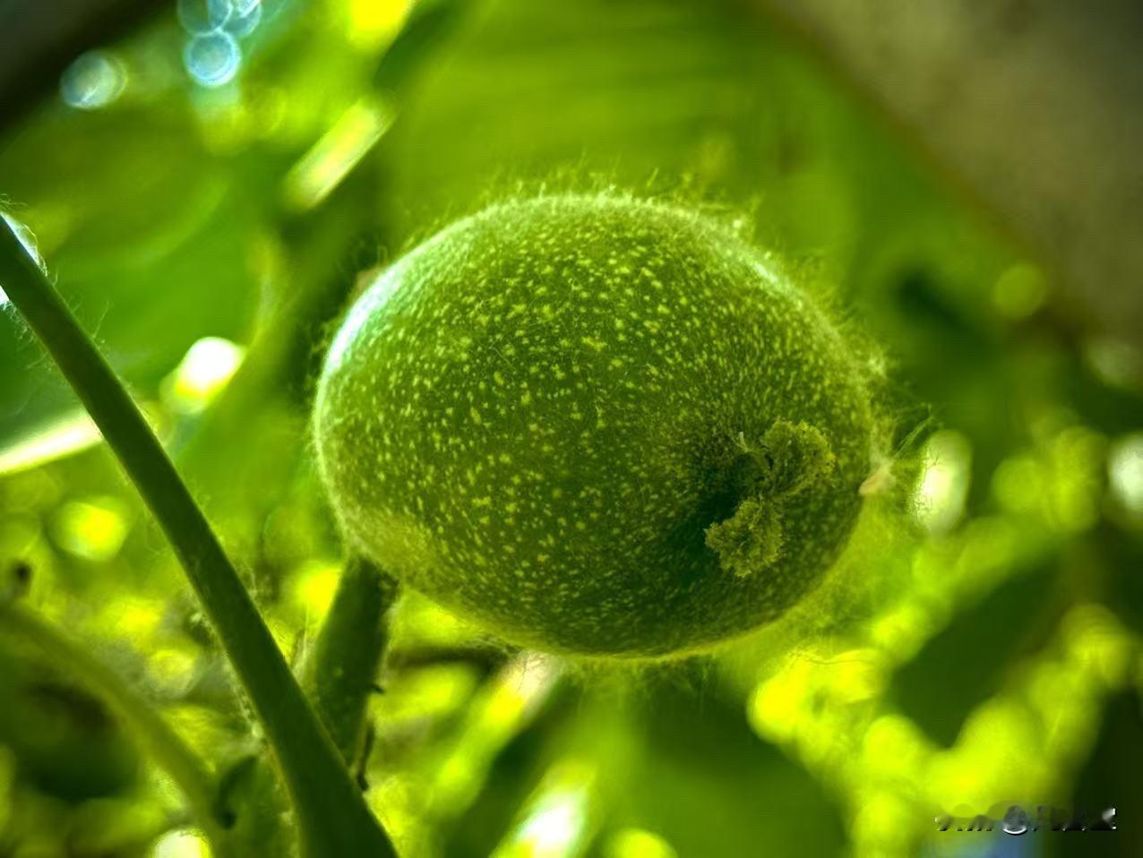结出了自己的风景
              （原创）


步入夏天
所有的成长