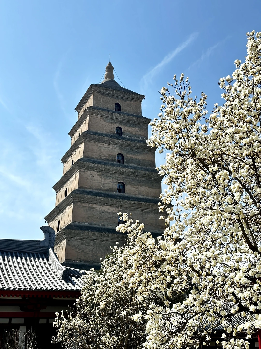 3.11 live实况🌸西安大慈恩寺白玉兰开爆了