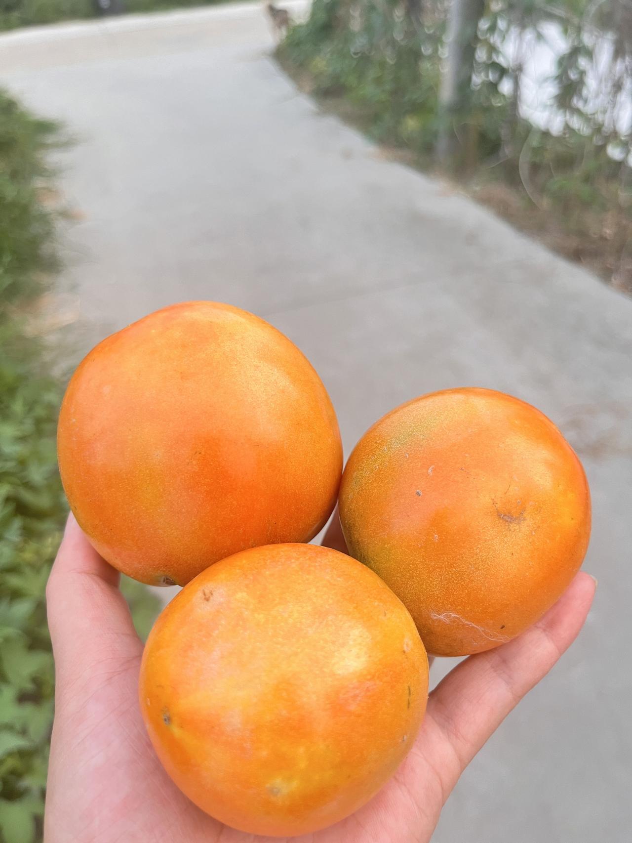 农村生活那叫一个惬意！就说00后在农村的一天吧。夏天6：40，起来喝杯温水，瞅瞅