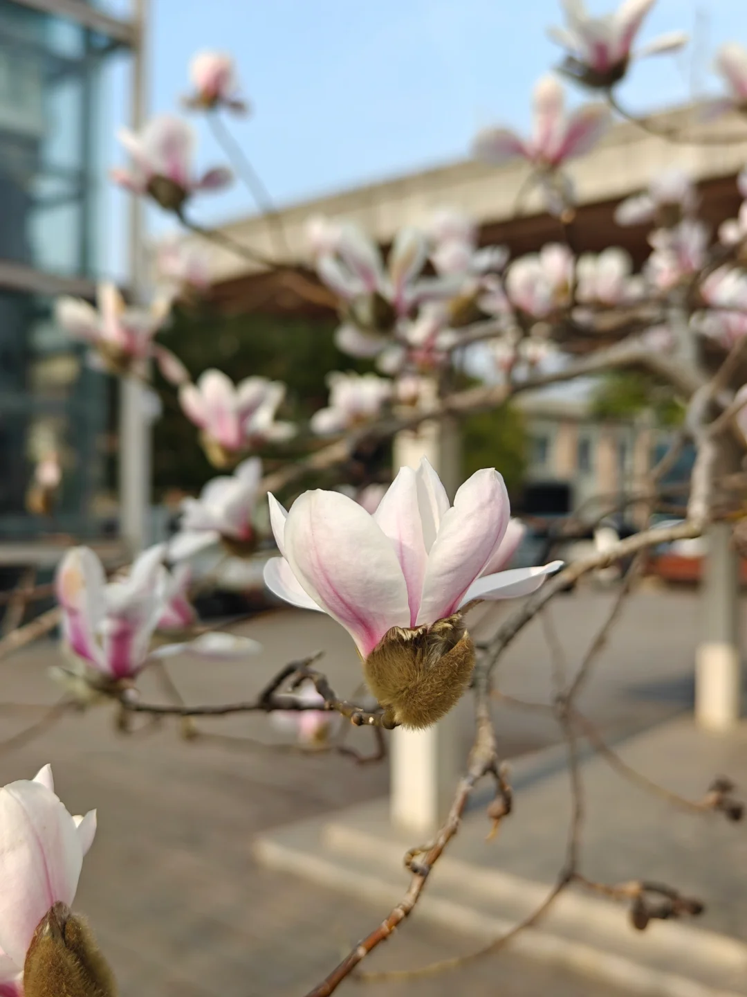 被木兰花惊艳到了🌸🌸🌸