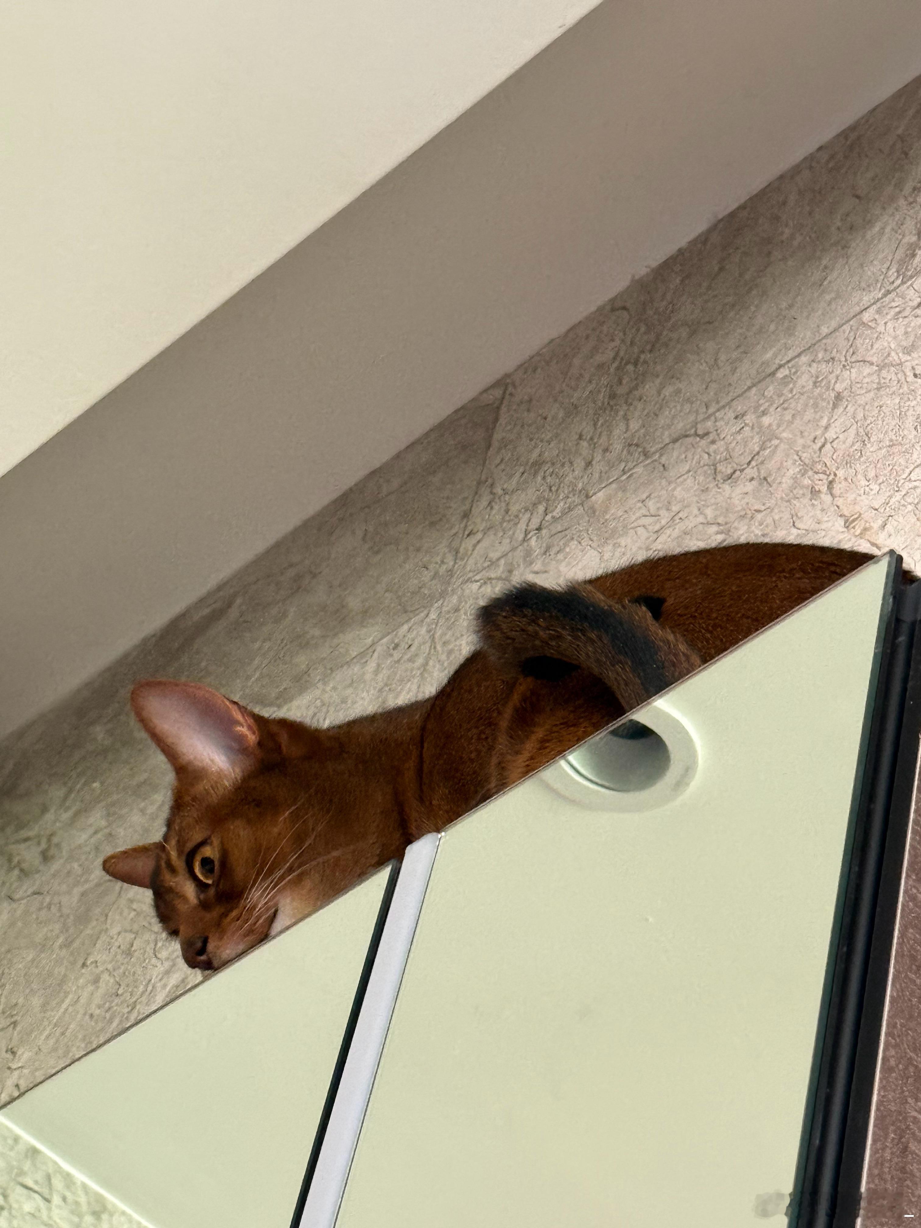 当录音时确认猫猫都关出去了，但还是会听见奇怪的动静百子哥我服你识月Oct