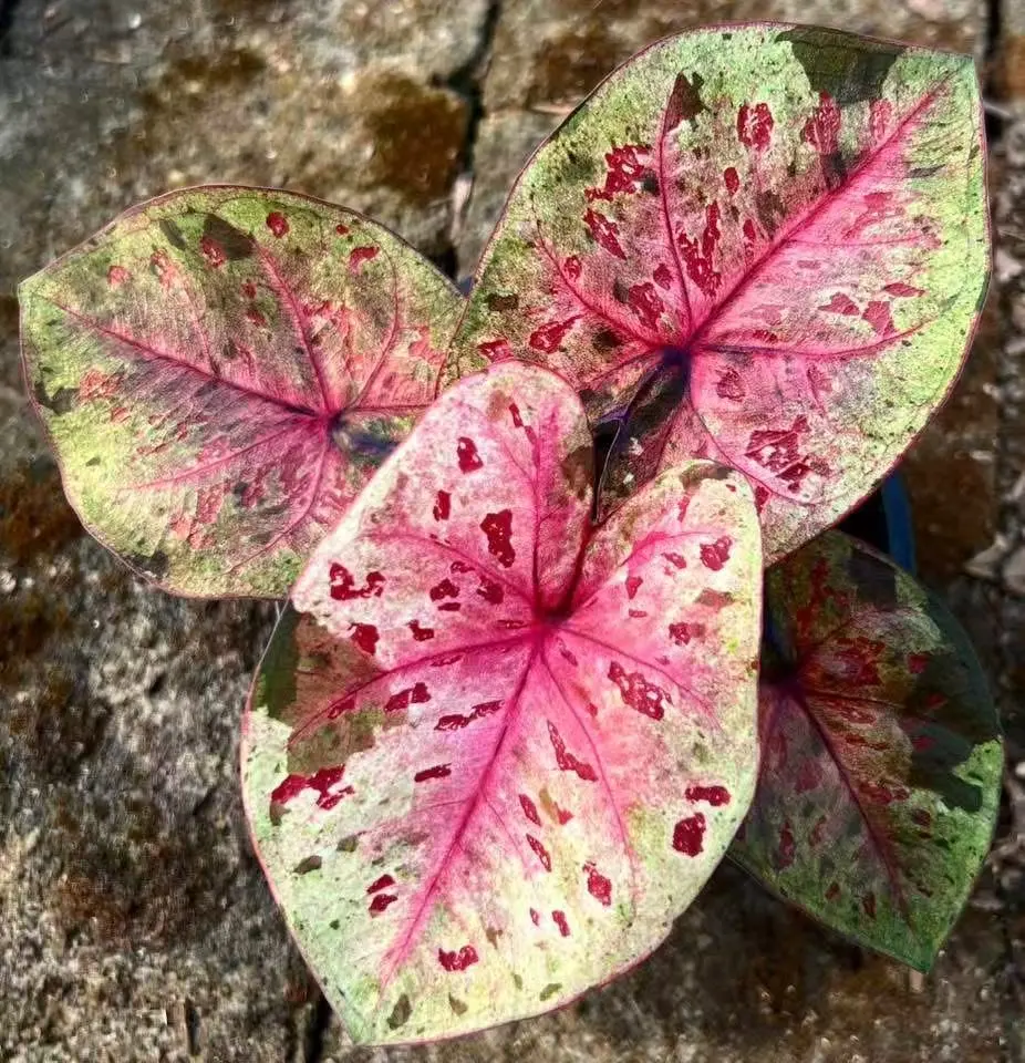 找不同，达摩之子