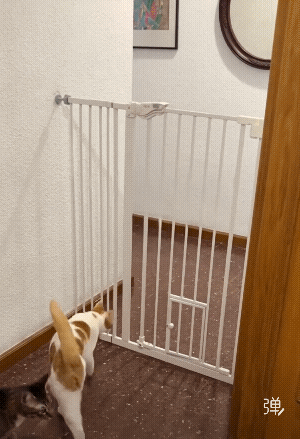 两只猫咪用不同方式过栏杆，这就是体育生和学霸的区别～[捂脸]