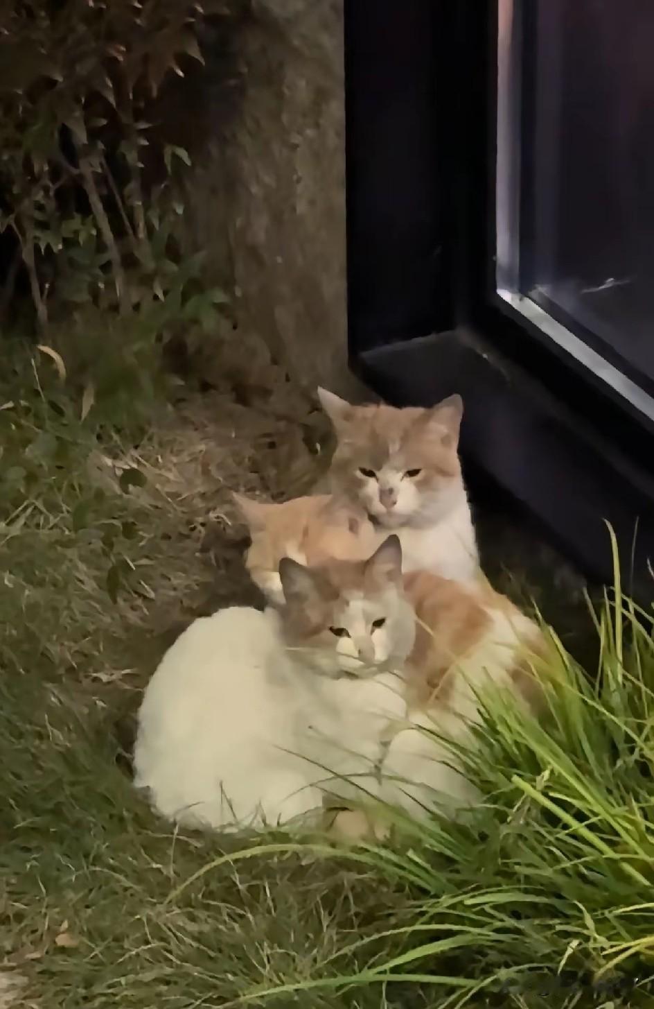 终于明白为什么有人抵触猫咪！真实反差太扎心了
 
网上一直有个争议话题：到底该不
