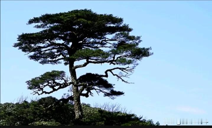 #上联：青山不老苍松立，诚邀下联：#
青山不老苍松立，
绿水长流碧波荡。
#夏日