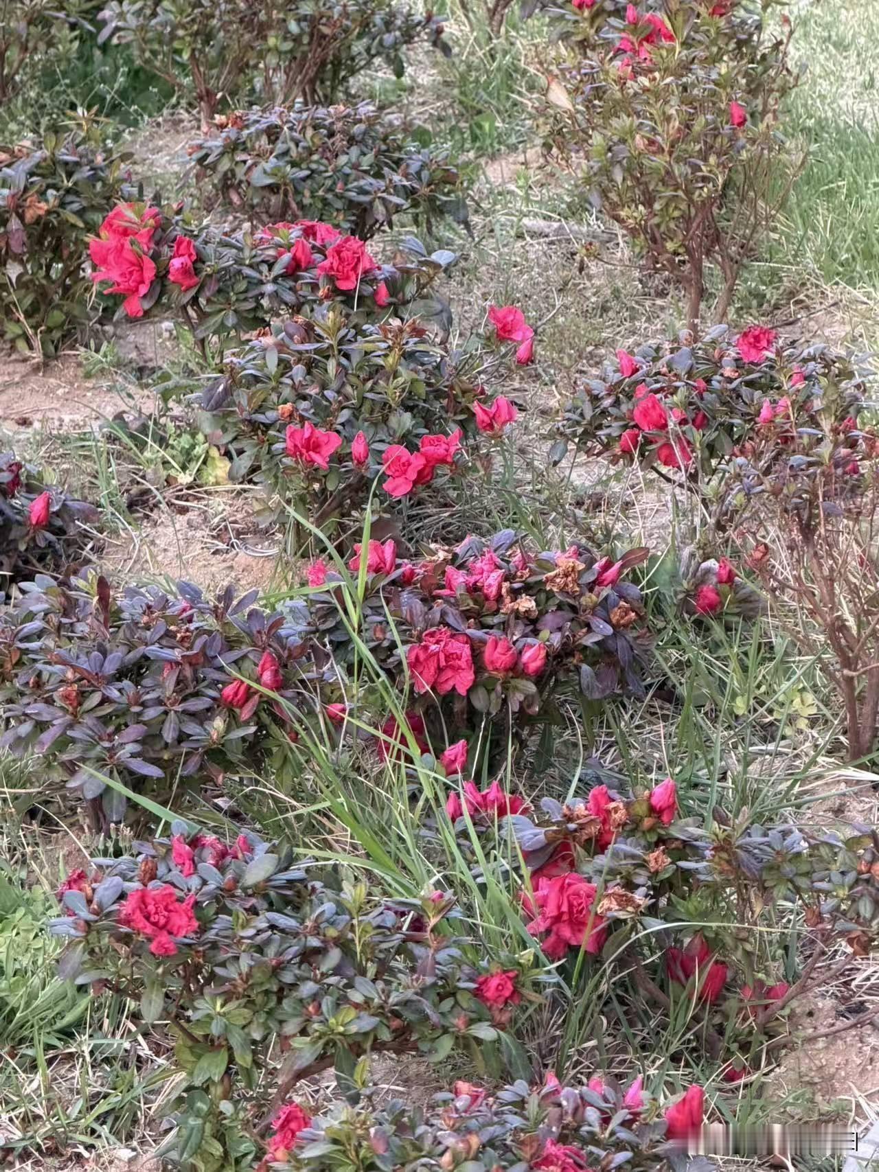 鹧鸪天•花雨缤纷醉了风

花雨缤纷醉了风，草坡苔径几曾空？
香归尘霭云天碧，鹊起