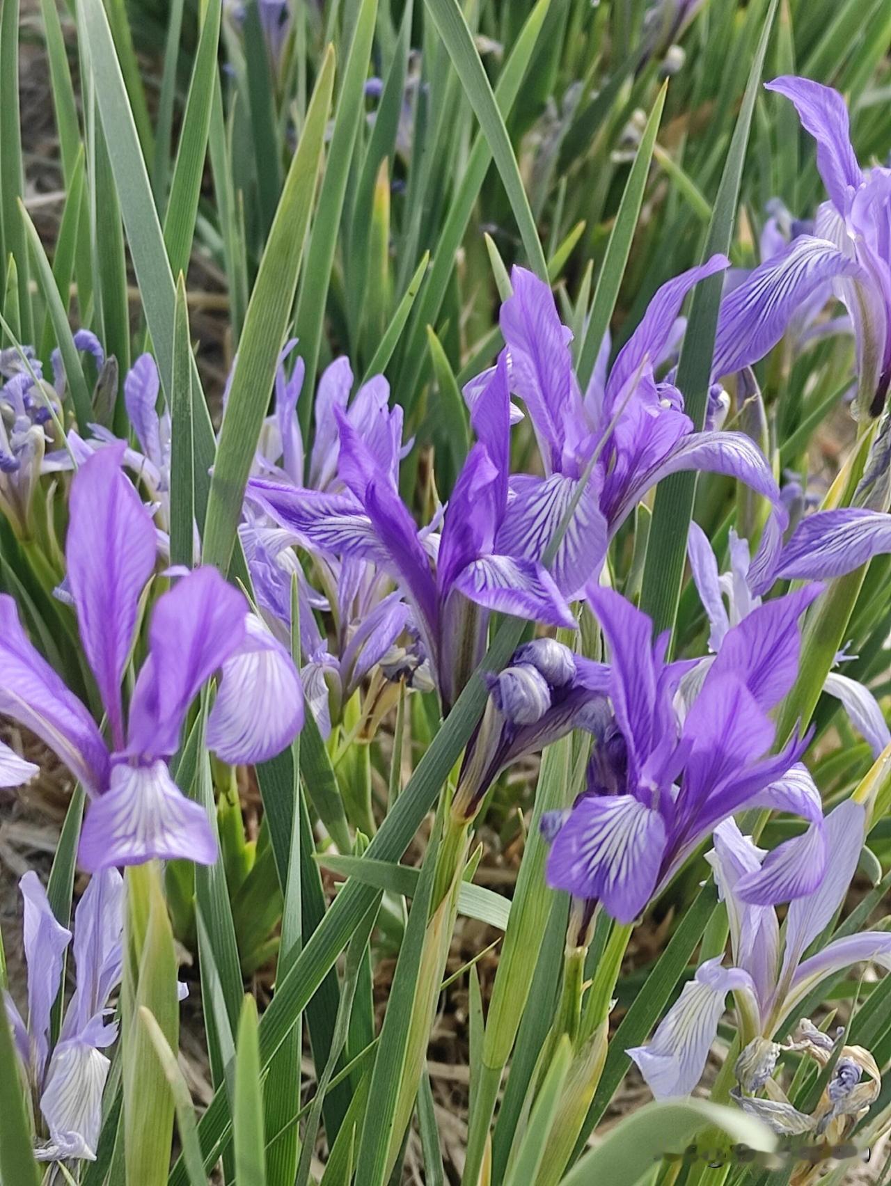 《马兰花开二十一》这首童谣中，到底隐藏着什么秘密？

曾经广为流传的童谣《马兰花