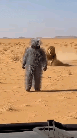 狮子：好不容易逮住一个活物，结果比比野猪还难啃～🐷