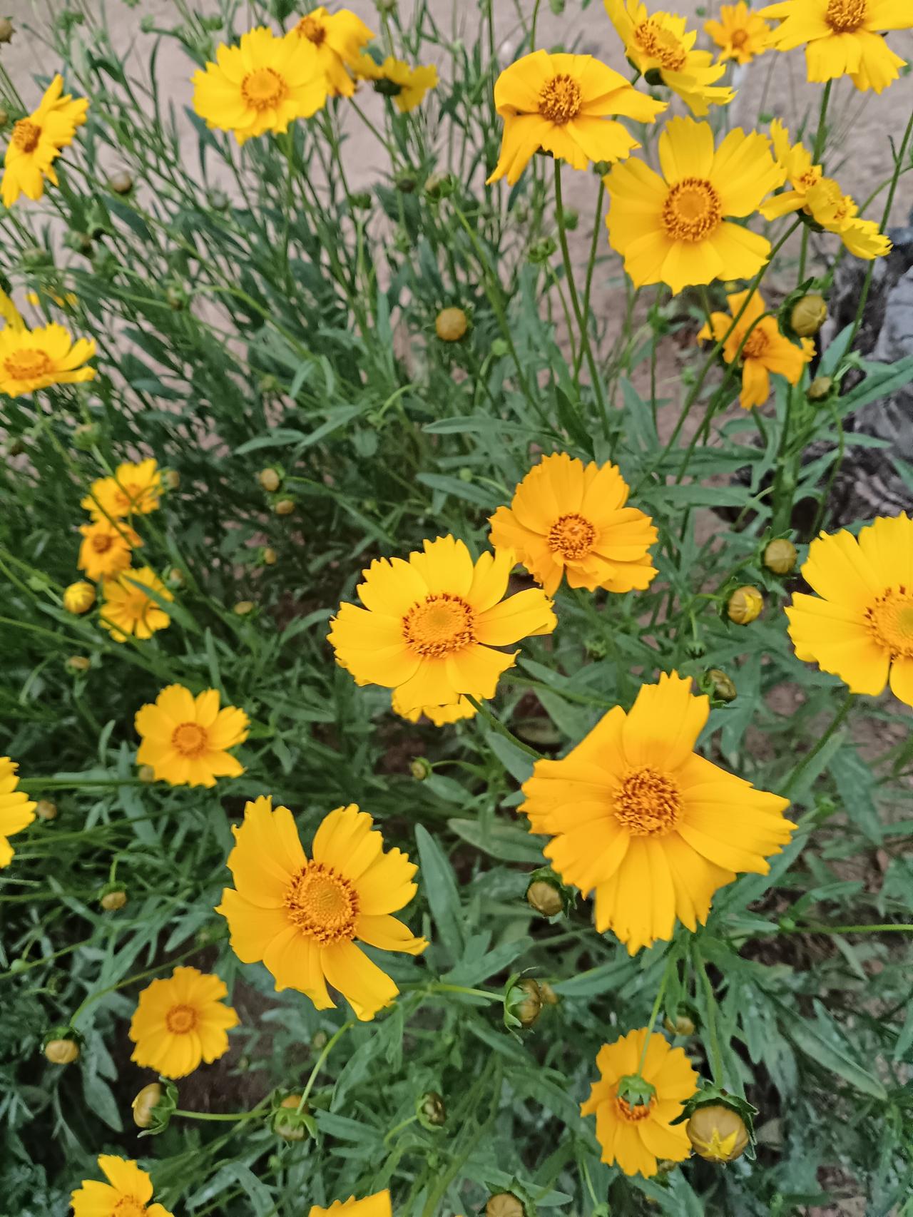 金鸡菊，向阳而生，以金色花瓣诠释“上进心”，在平凡中绽放生命的光。