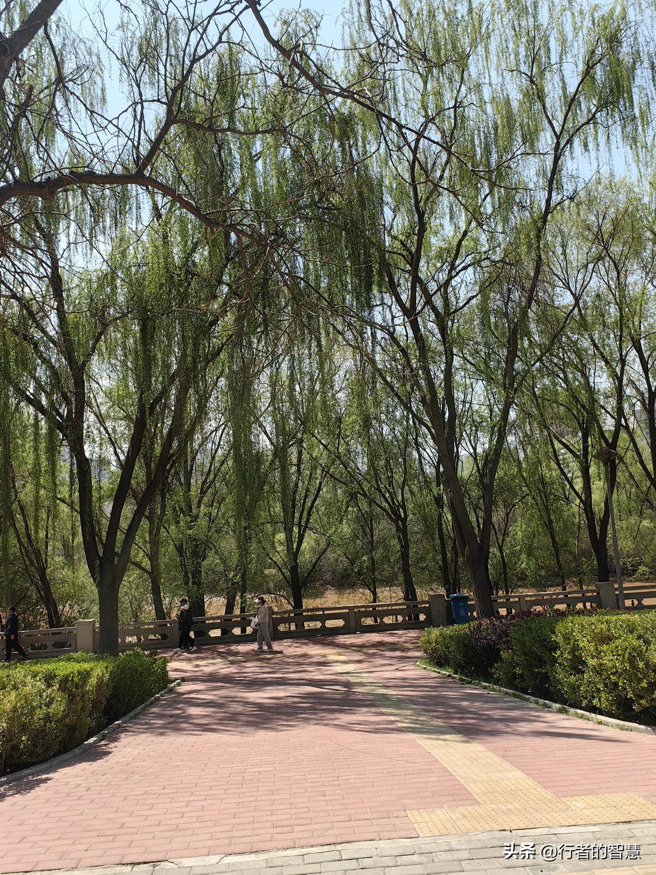 兰州黄河边春意盎然，欣欣向荣。黄河沿线风光