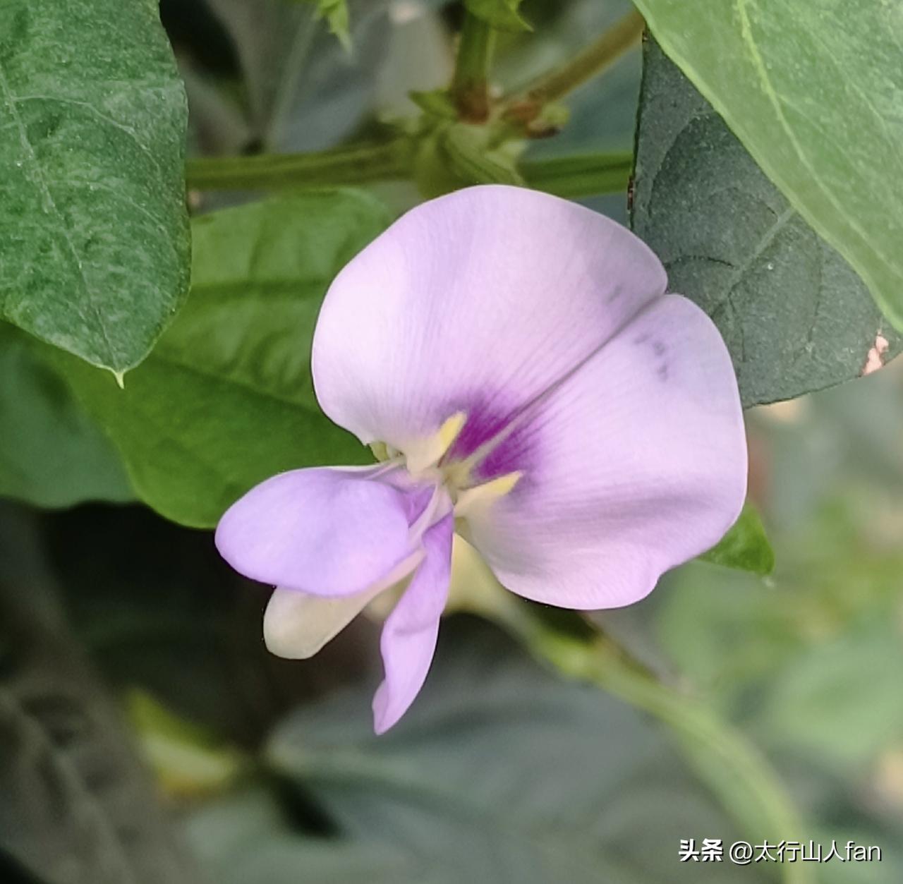 颜色淡雅、形态优美的扁豆花
※植物属性：扁豆是豆科扁豆属的缠绕草本植物，其嫩荚和