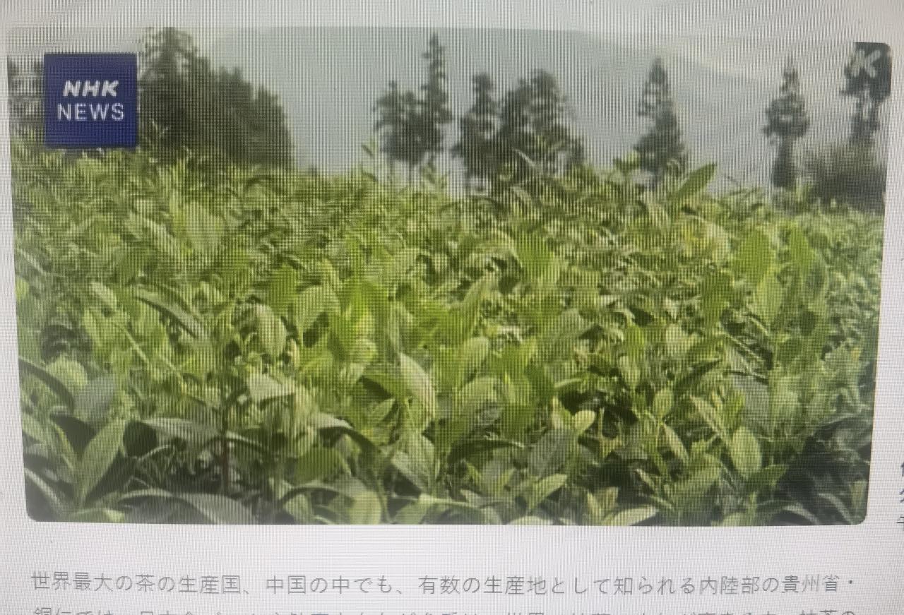 日本推动的地方外交的成果：利用日本技术的贵州抹茶量产化
       20多年前