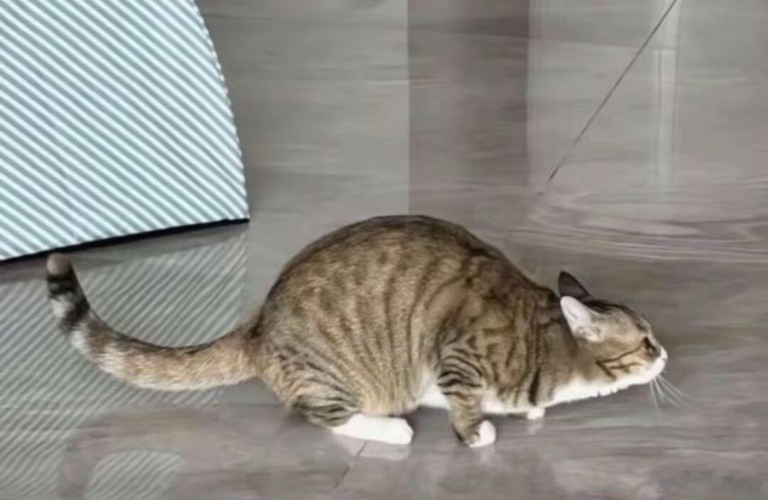 这是什么品种的猫 ​​​
