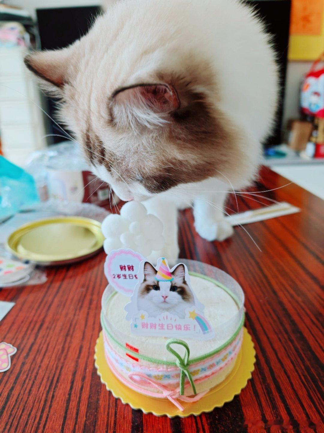 生活手记 摸摸这只两岁的大猫猫我的小猪，希望你年年快乐，岁岁无忧 ​​​