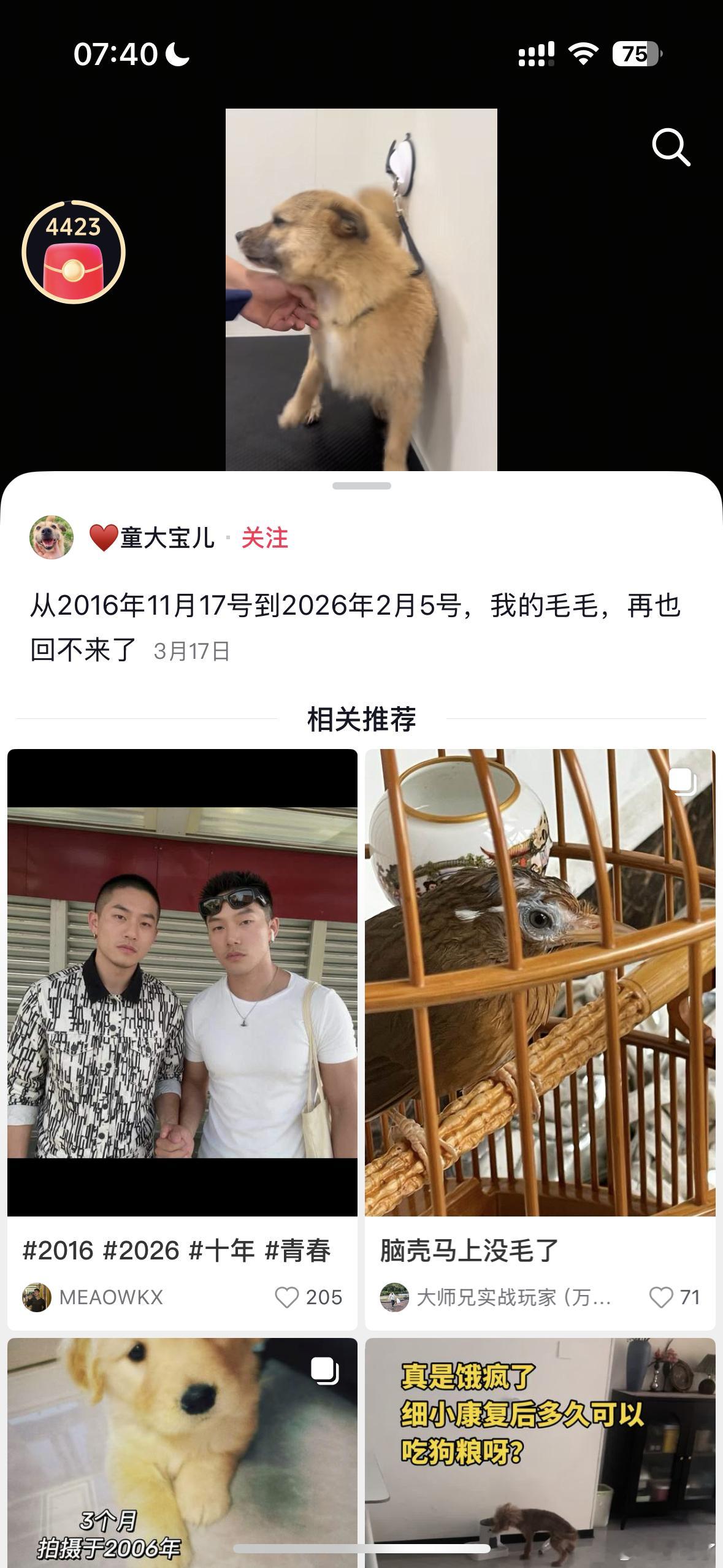 太典型了，给流浪狗发声，然后自己出去偷着喂流浪狗，自己家狗不拴绳，狗逃离原神家庭