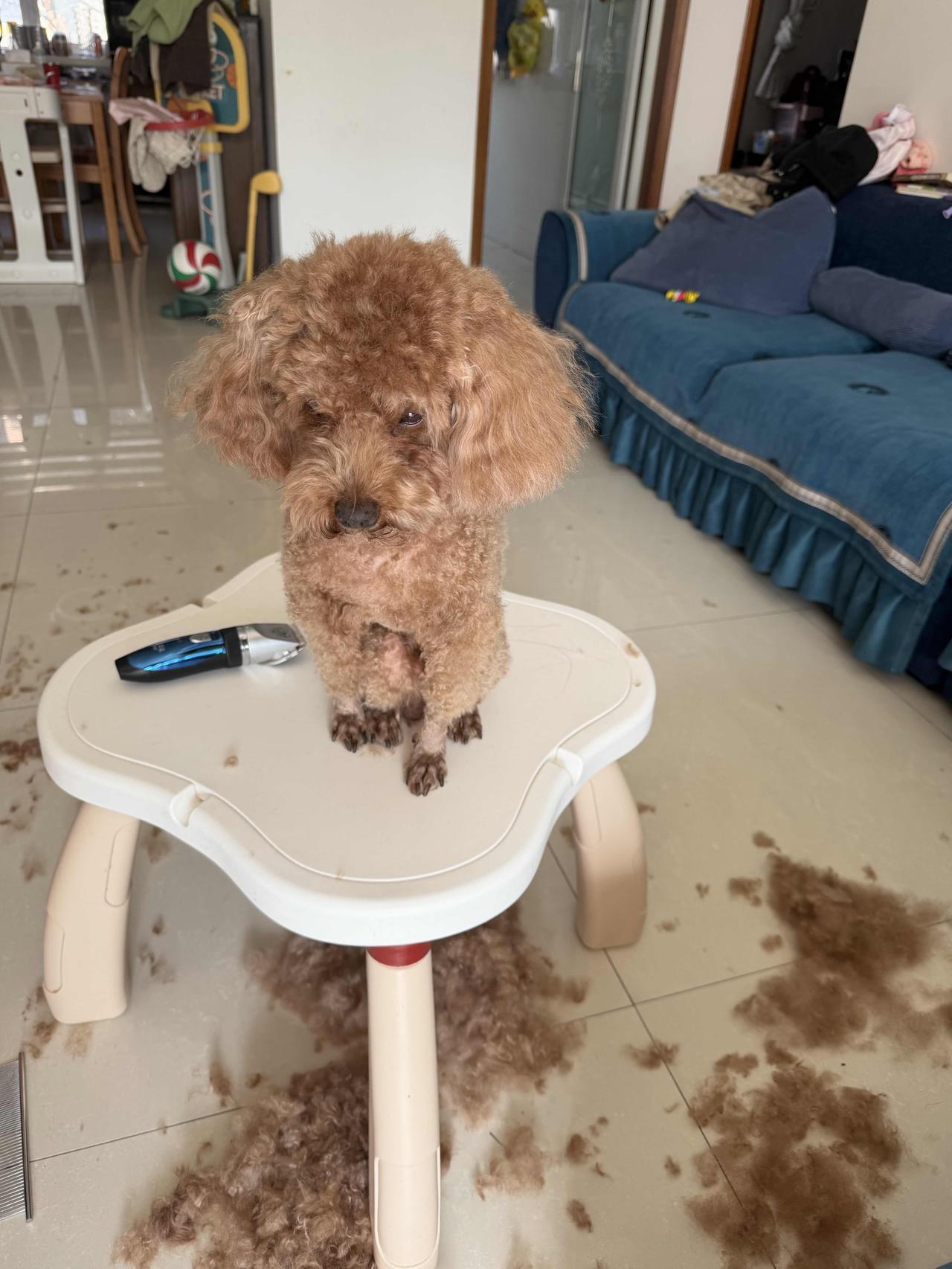 昨天带毛孩子去理发，跑了四家宠物店都没排上号，店主说：“必须提前预约，而且费用加