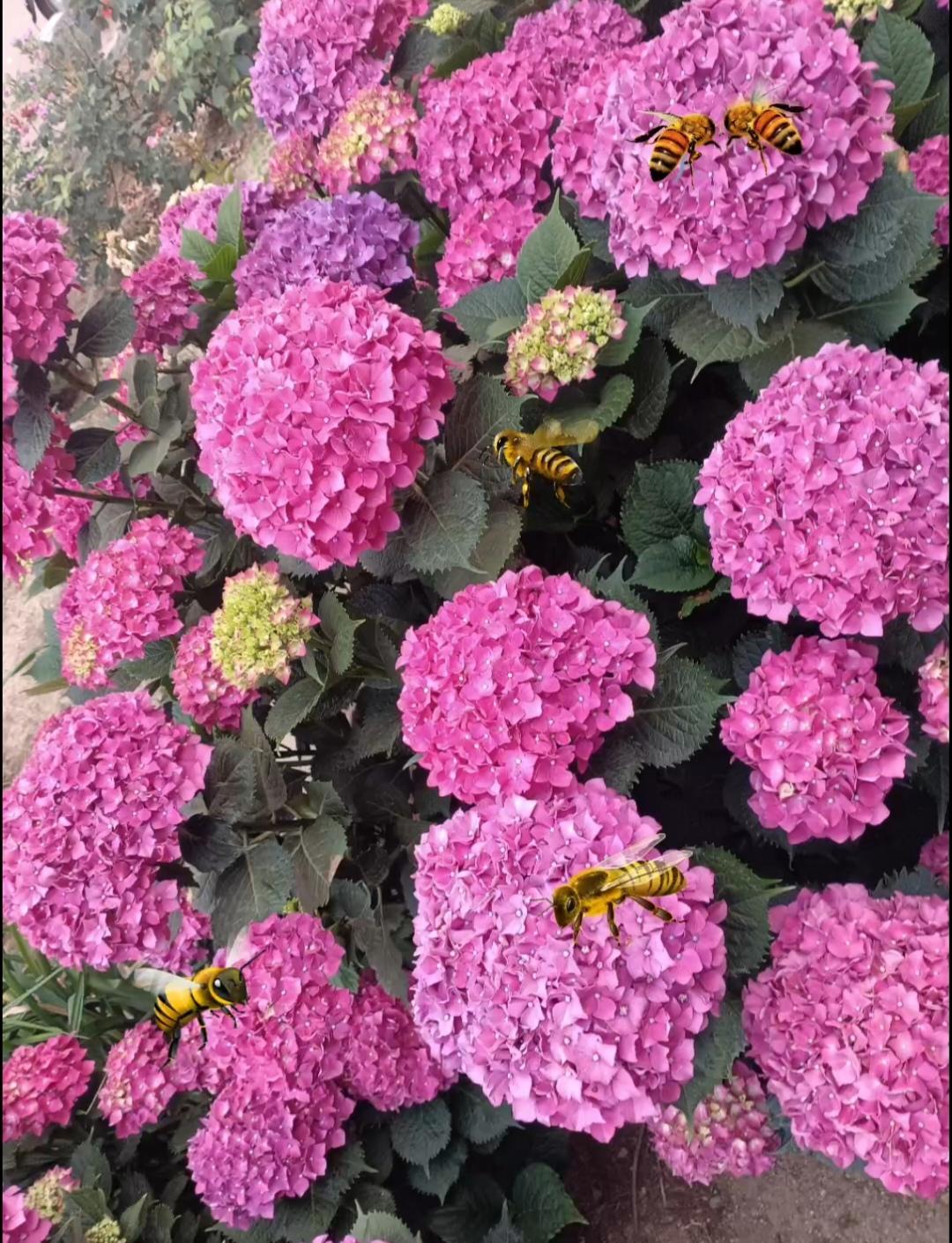 绣球成云，蜂逐花香，风里都是软乎乎的夏日气息。
