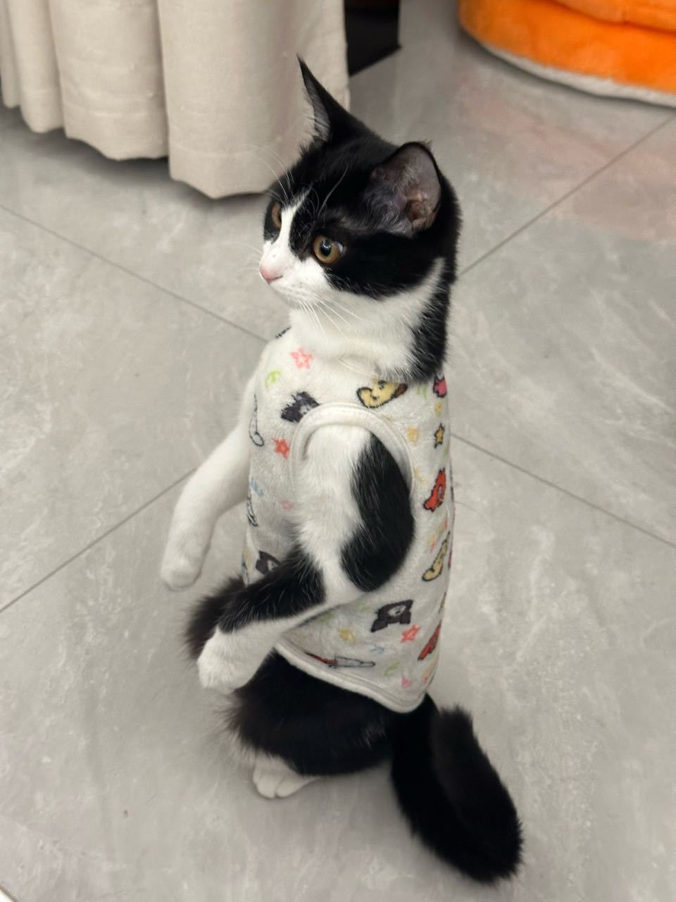 我蛮欣赏袋鼠的品格daily奶牛猫 （投稿：） 