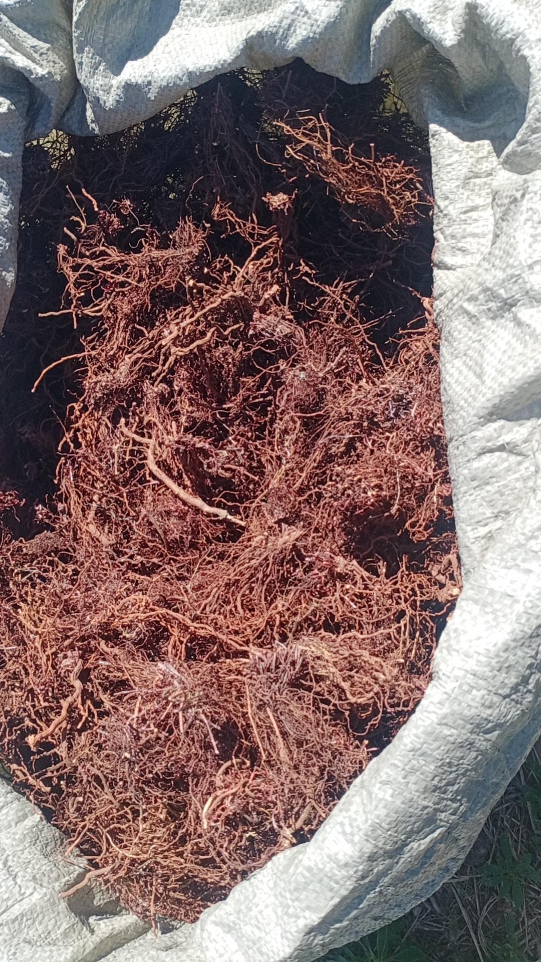 自己挖的草药和药店买的有区别么按照《本草纲目》来讲，自己挖的草药🌿与药店买的草