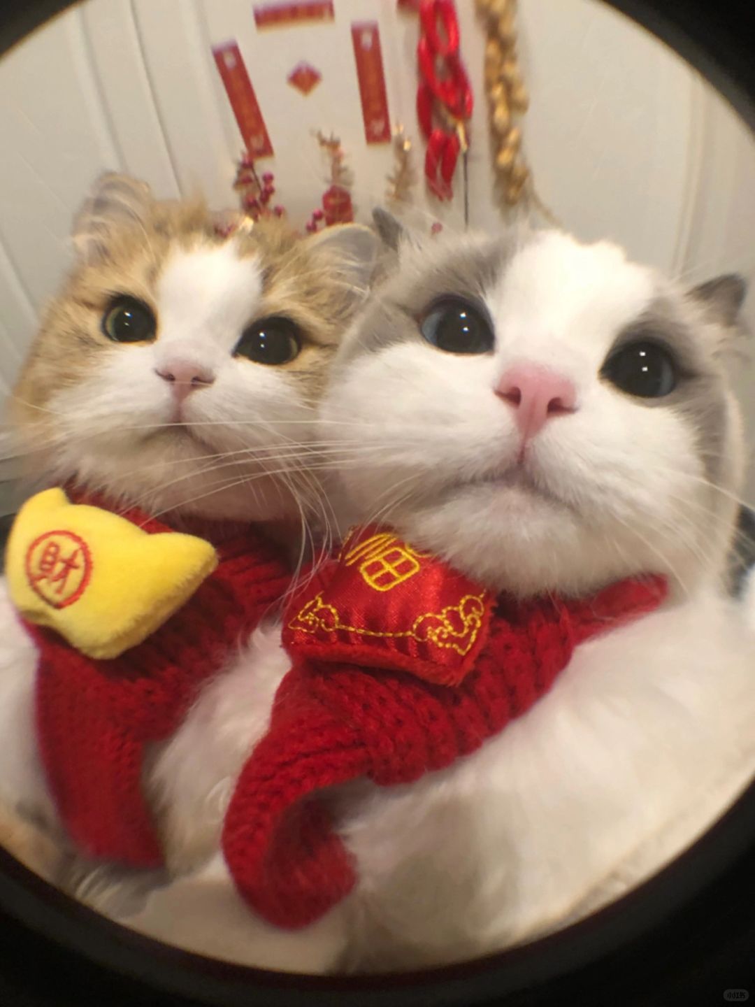 新的一年小猫就不能闹别扭了哦