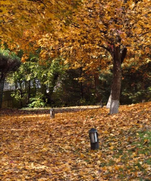 为啥日本不怕中国？因为即使今天日本对中国动手了，中国反击胜利了，中国还是会宽大处