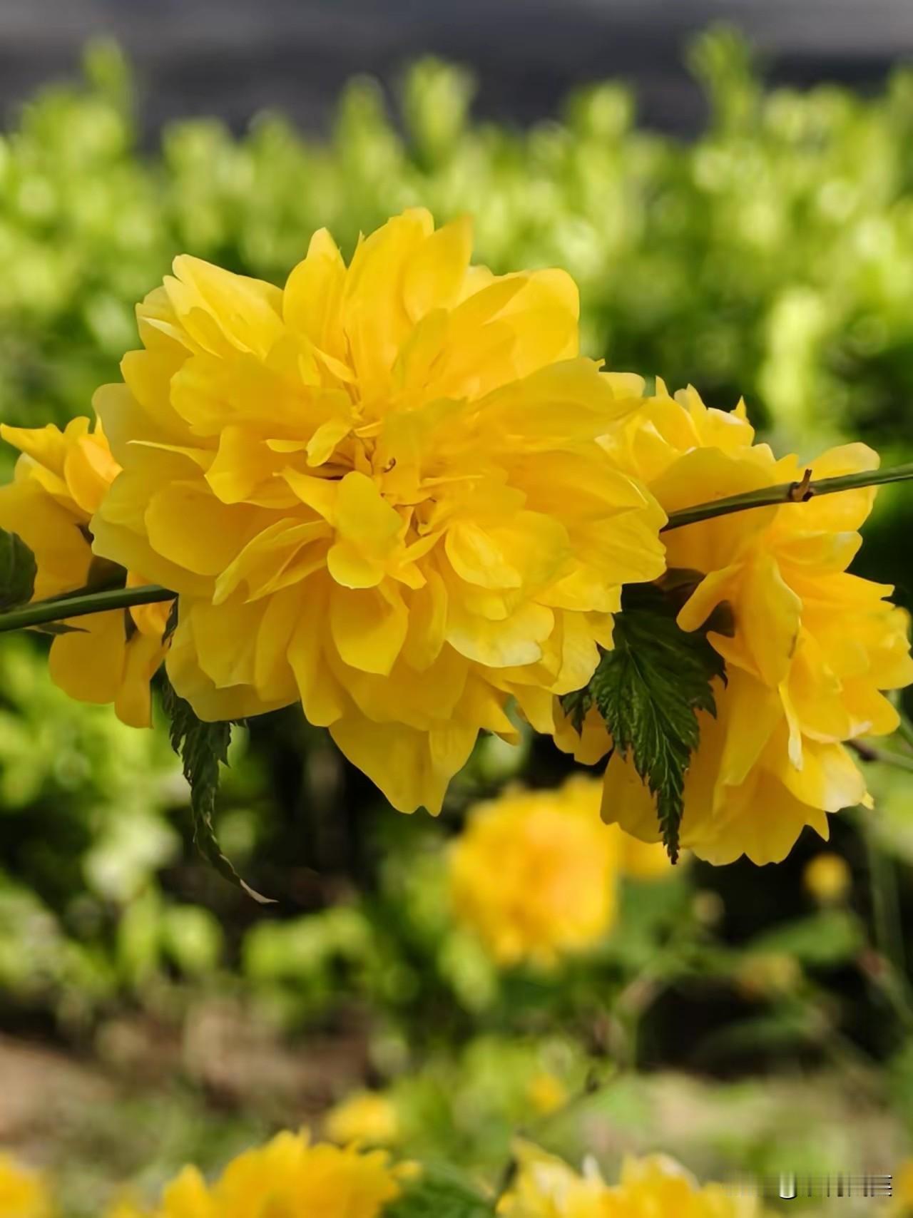 意思就是，你哪怕在城市住起，穷了也没有亲戚在乎你，如果你是富人 哪怕住在深山老林