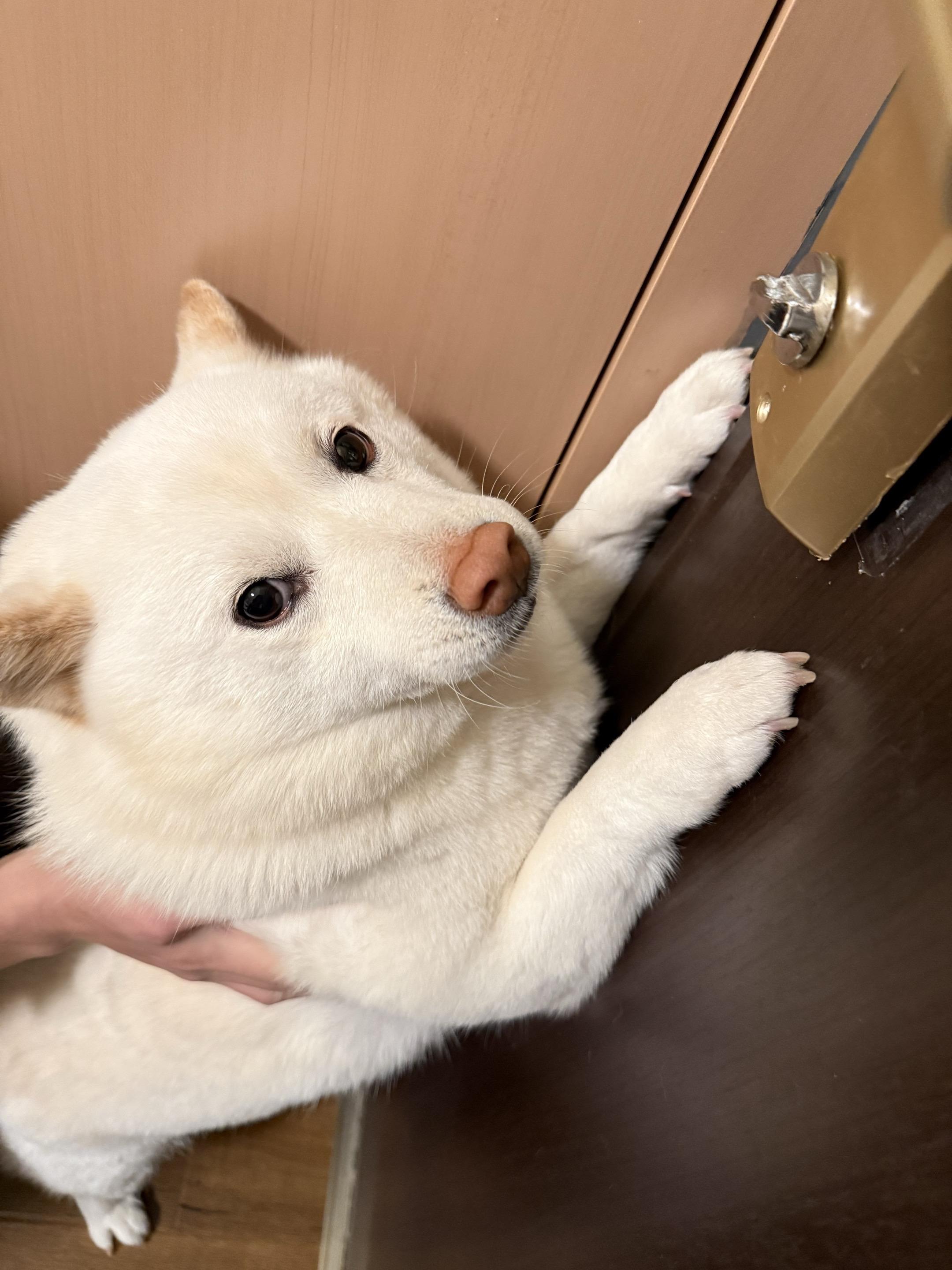 春节回家被狗锁在外面 你们家狗会开门吗？ 我们家的，会锁门。 家里没人...