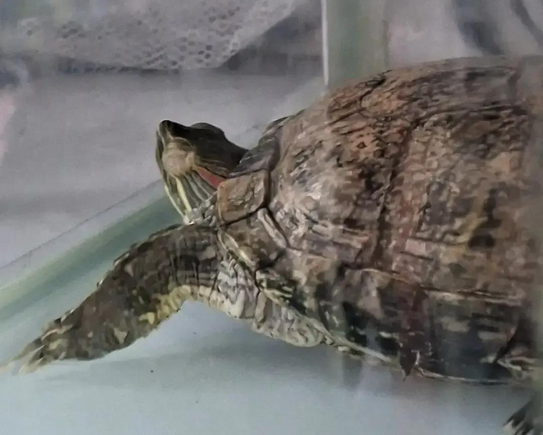 我刷到一条帖子差点笑喷。
一位大姐说她家乌龟从2006年养到现在，壳径还是十厘米