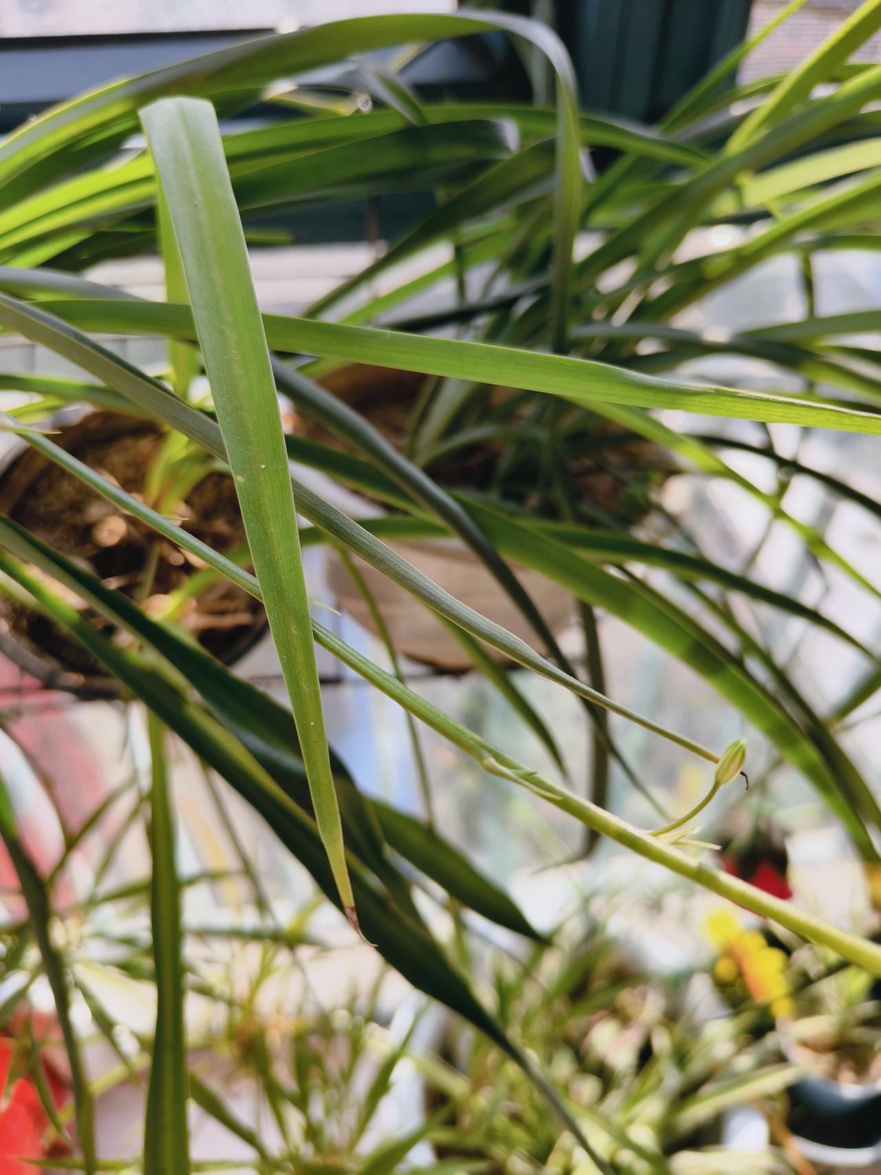 退休以后的你们的生活都是怎么样的？是刷短剧？还是学跳舞？还是写文章？还是学画画？