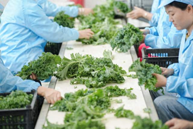 羽衣甘蓝农药风险常年上榜！别再冲冲就生吃，处理不当等于吃农药