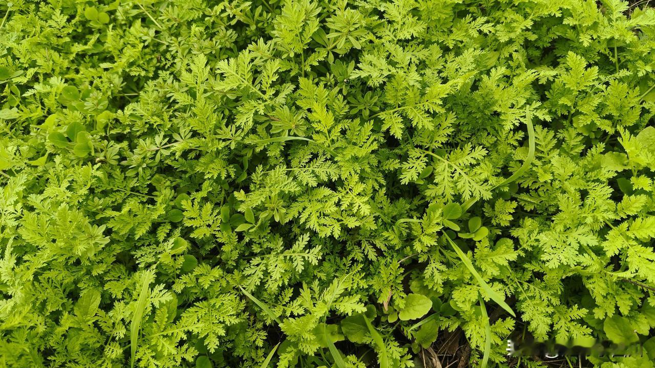 此草名叫苦蒿，因为其味道特别苦而得名，生长在各种坡，坎，地边，路边，山上等。
具